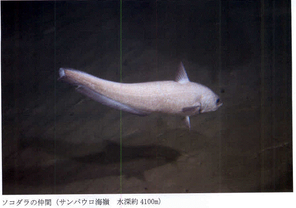 ガス噴出痕